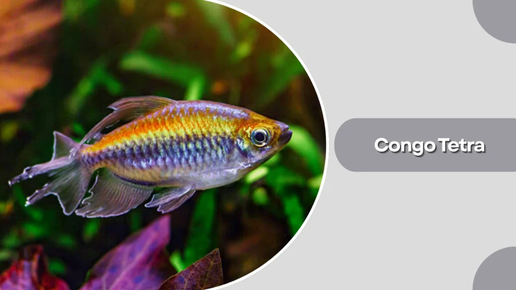 Congo Tetra