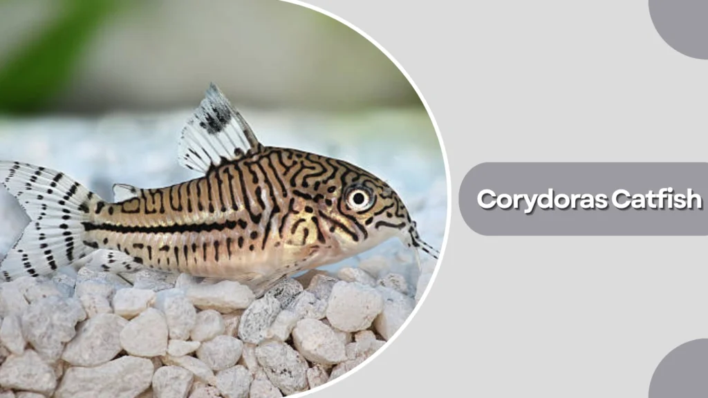 Corydoras Catfish