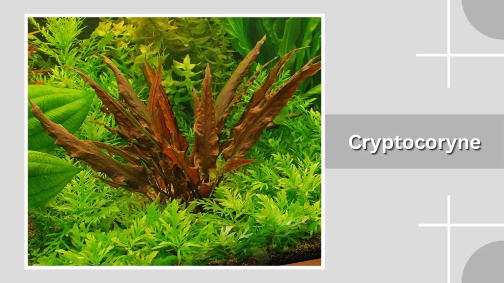 Cryptocoryne
