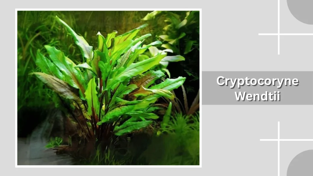 Cryptocoryne Wendtii