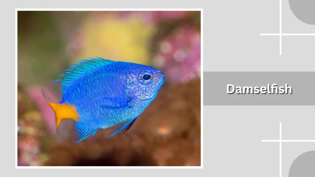 Damselfish