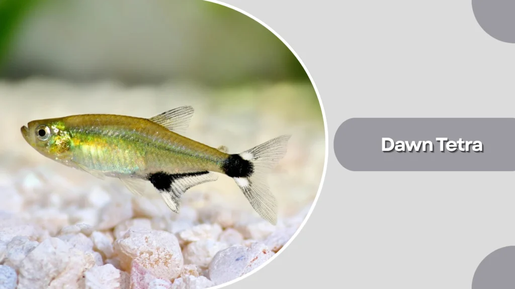 Dawn Tetra