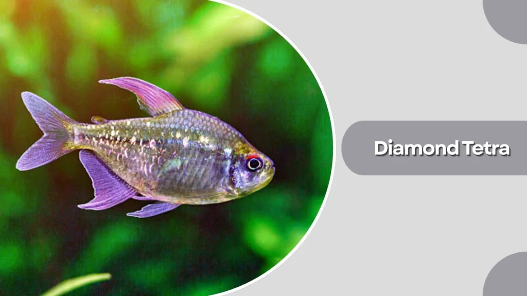 Diamond Tetra