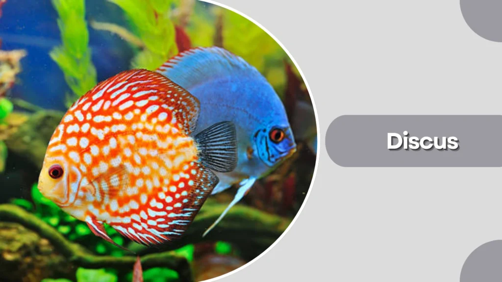 Discus