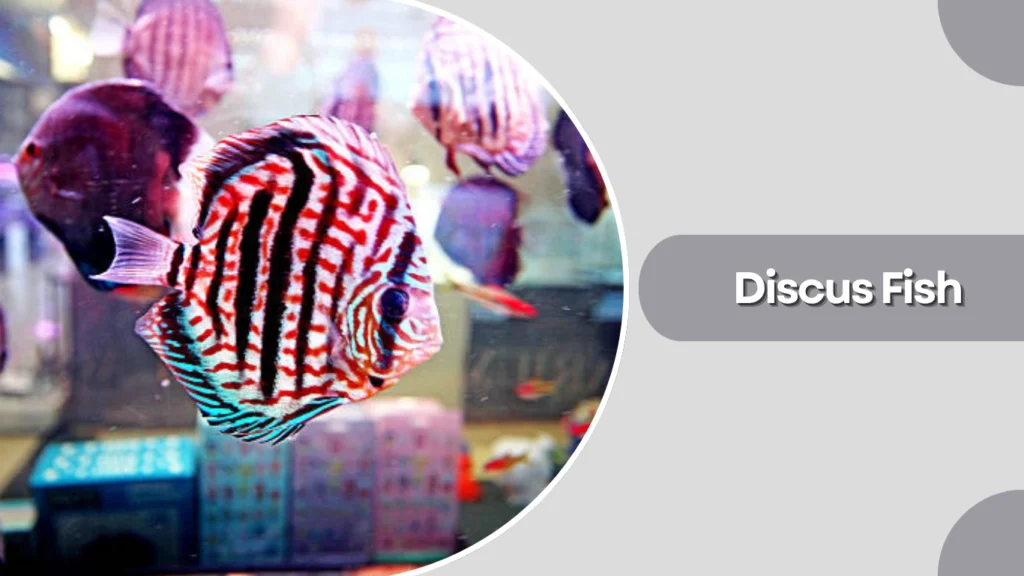 Discus Fish