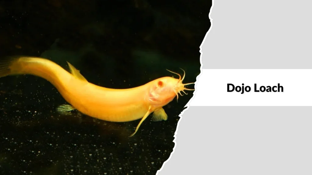 Dojo Loach