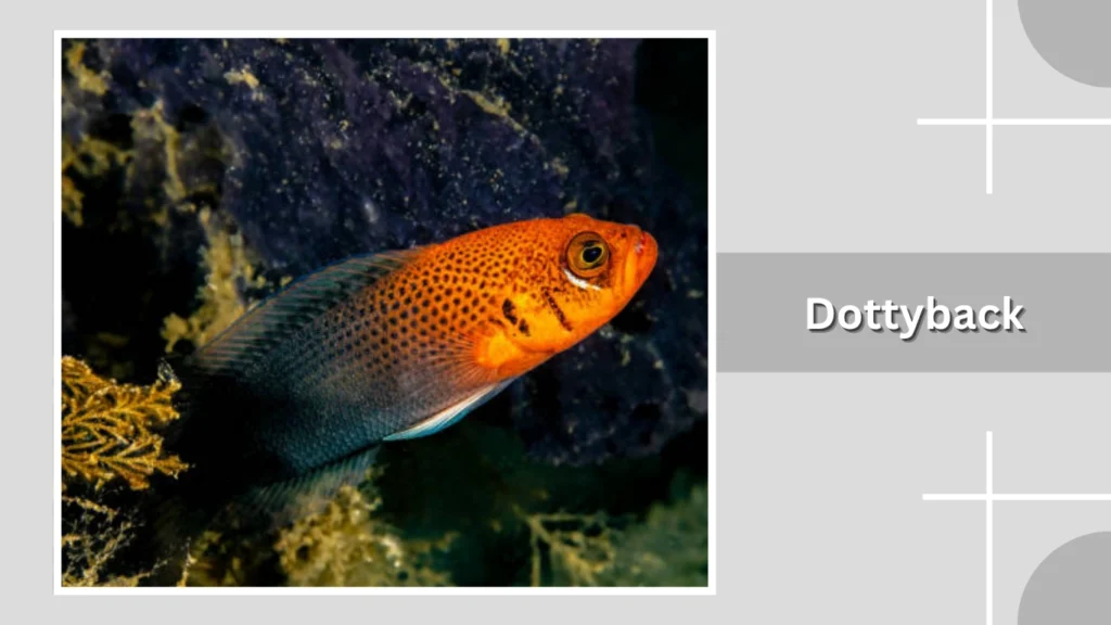 Dottyback