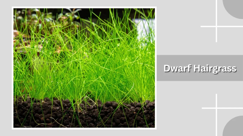 Dwarf Hairgrass