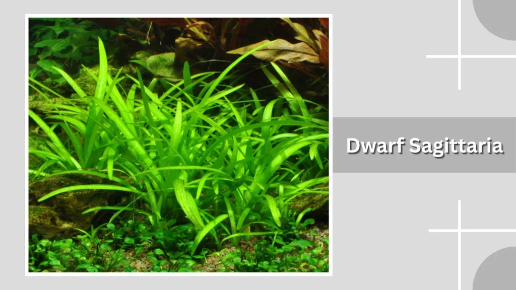 Dwarf Sagittaria