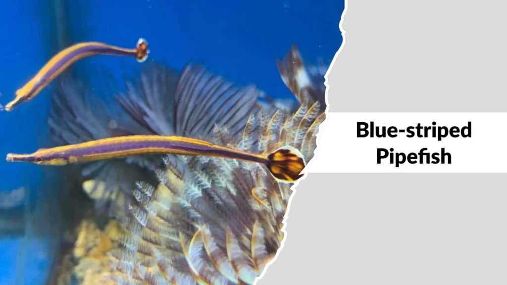 Blue-striped Pipefish