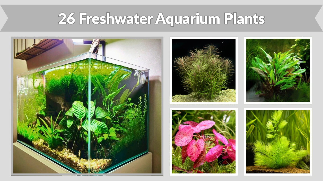 26 Freshwater Aquarium Plants Idea For Biggenar
