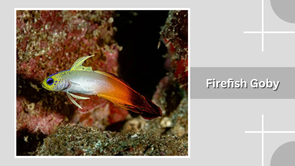 Firefish Goby