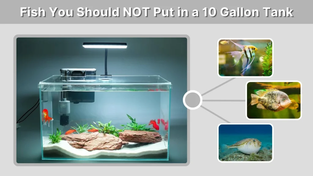 Fish You Should NOT Put in a 10 Gallon Tank
