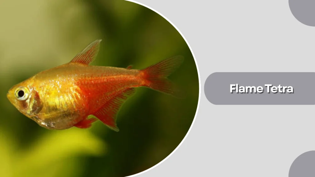 Flame Tetra