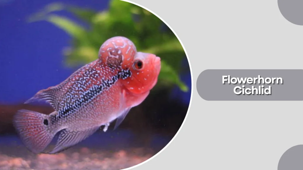 Flowerhorn Cichlid