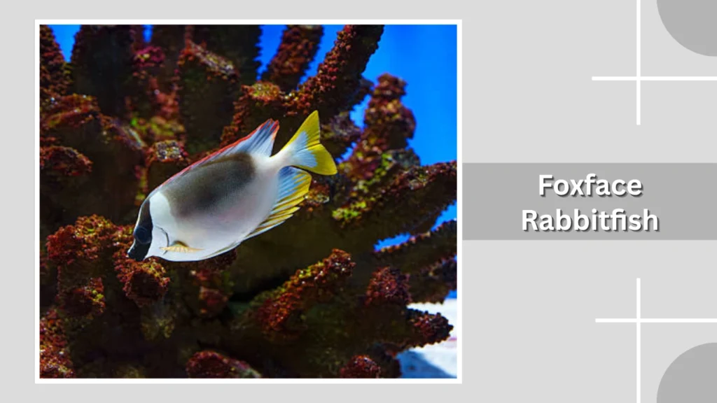 Foxface Rabbitfish