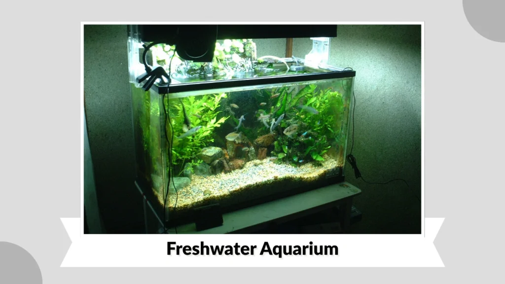 Freshwater Aquarium