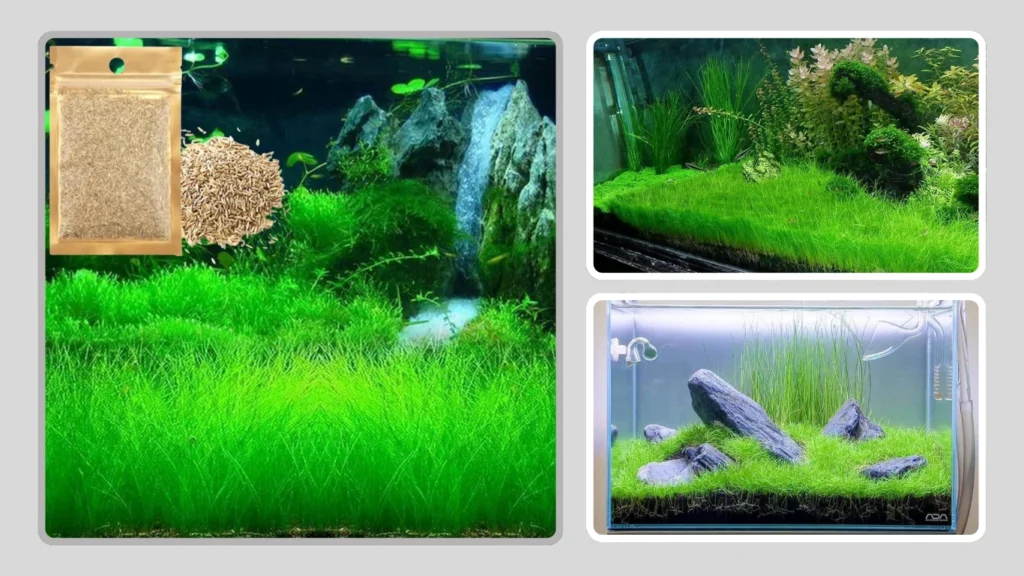 Freshwater Aquarium Growing Terrarium Material