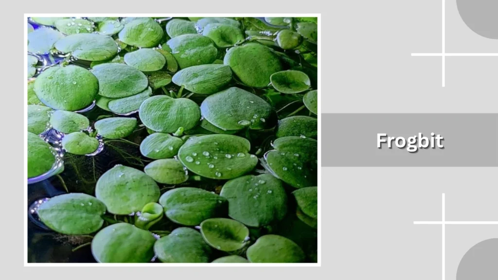 Frogbit