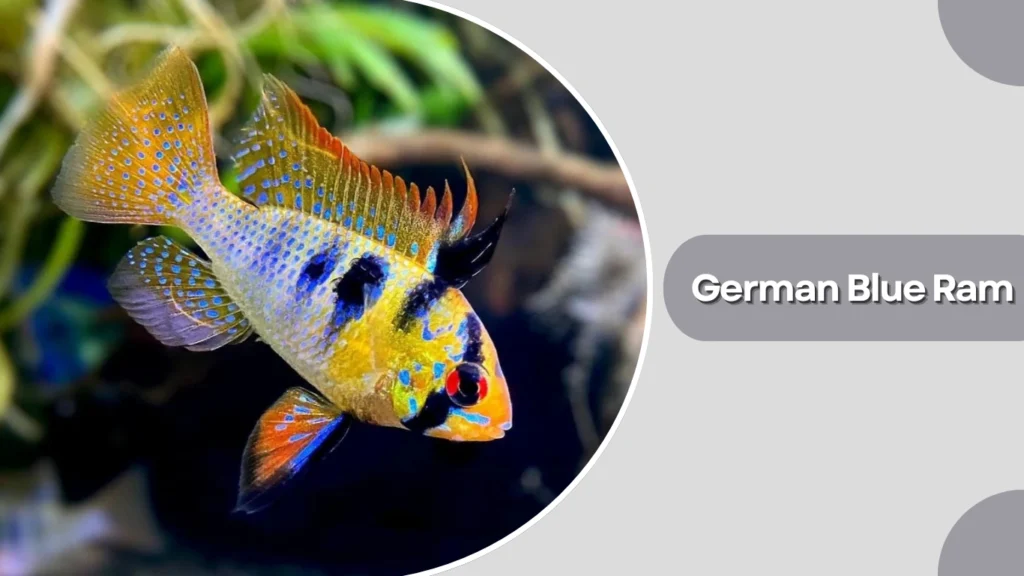 German Blue Ram