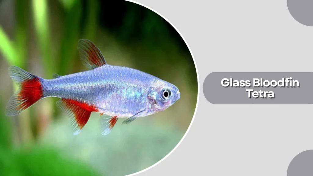 Glass Bloodfin Tetra