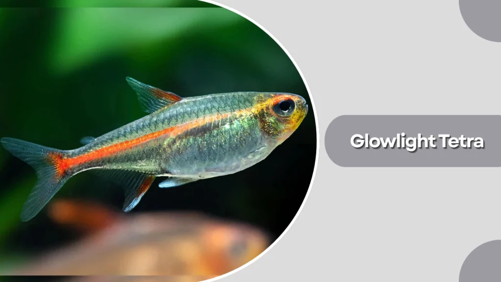 Glowlight Tetra
