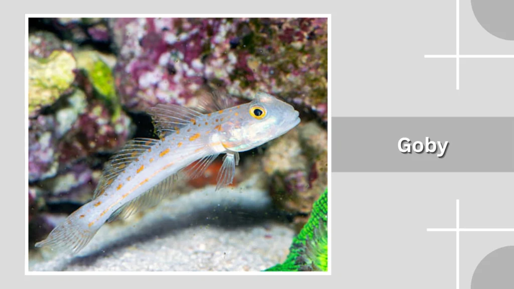 Goby