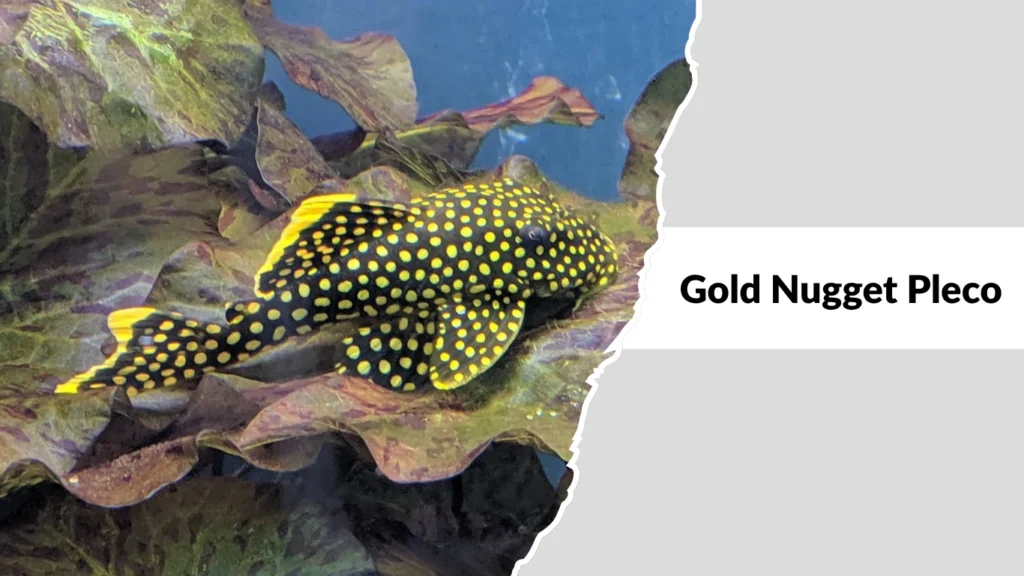 Gold Nugget Pleco