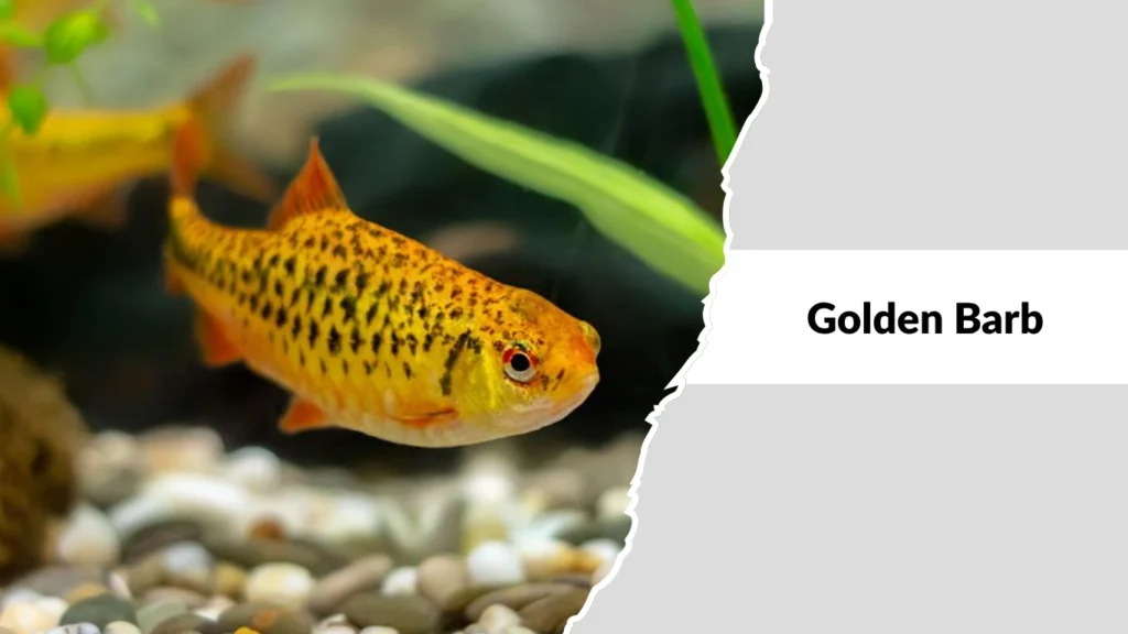 Golden Barb