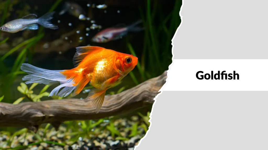 Goldfish