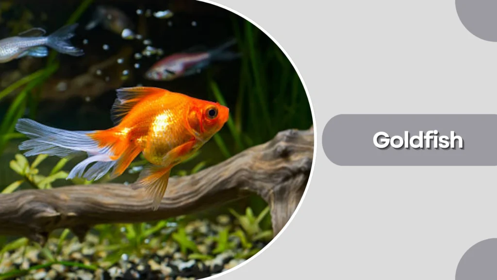 Goldfish