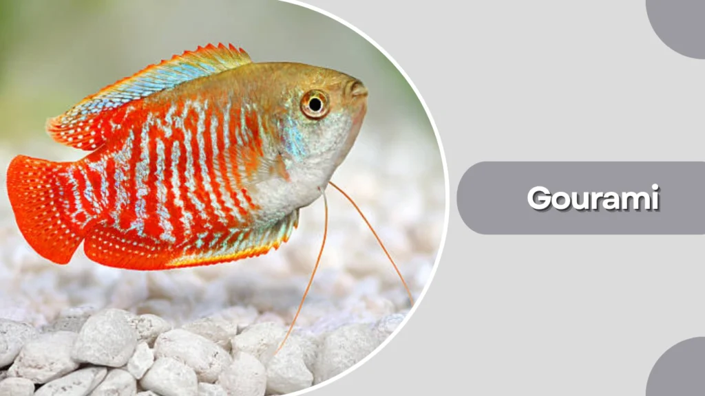Gourami