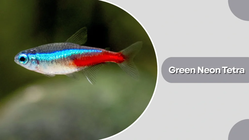 Green Neon Tetra