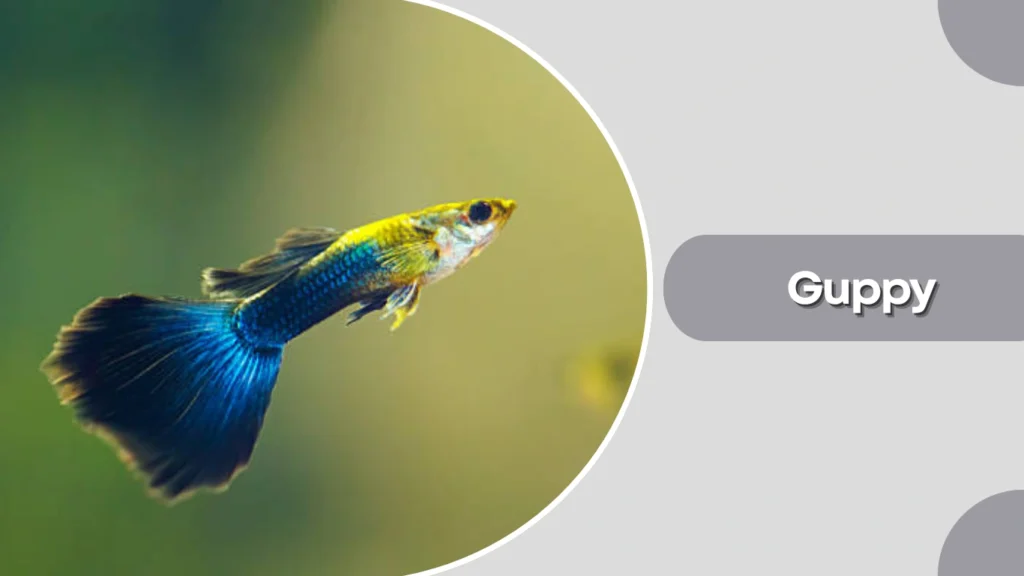 Guppy