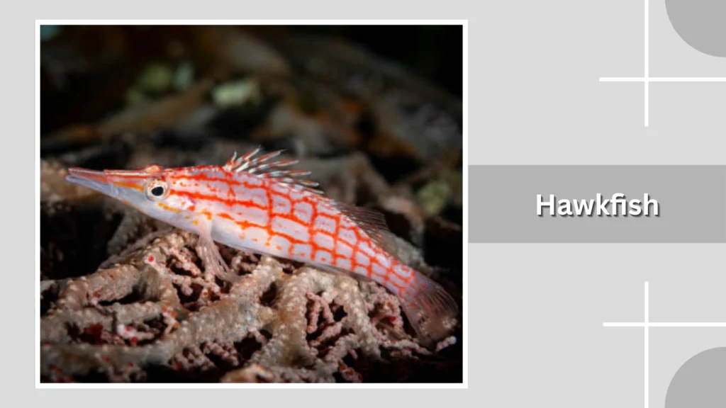 Hawkfish