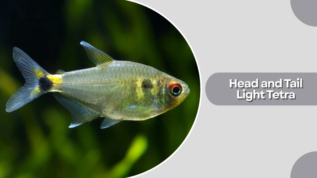 Head and Tail Light Tetra