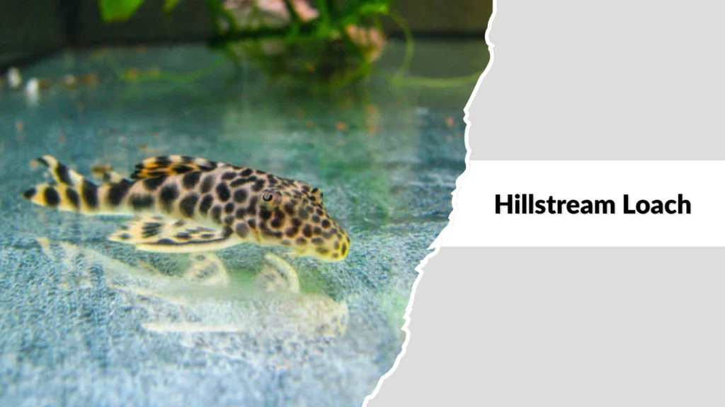 Hillstream Loach