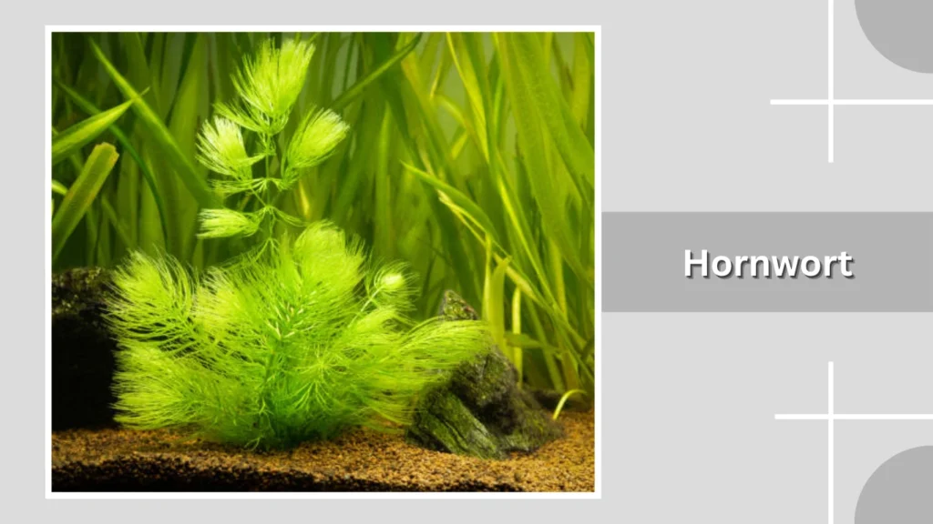 Hornwort