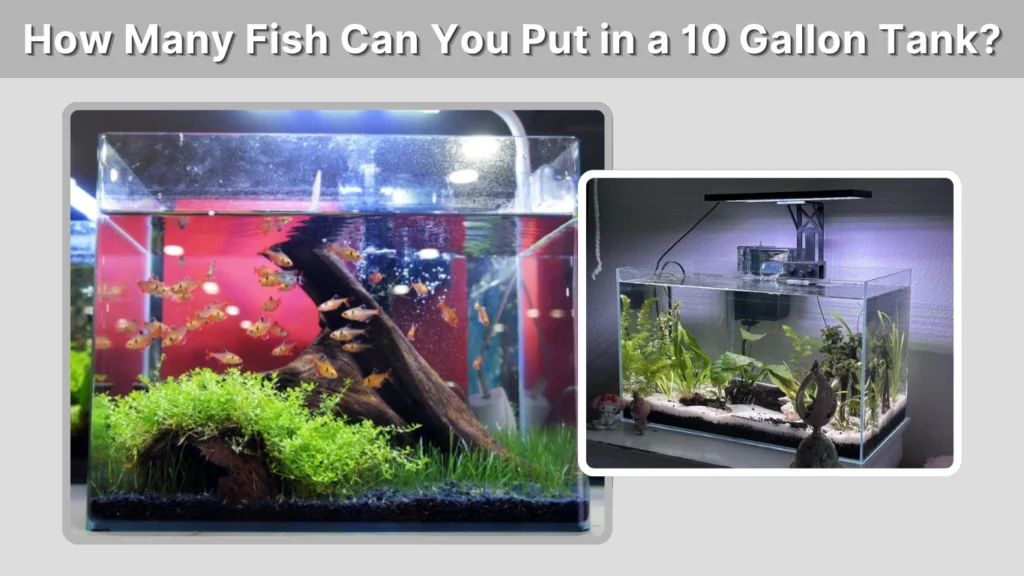 How Many Fish Can You Put in a 10 Gallon Tank