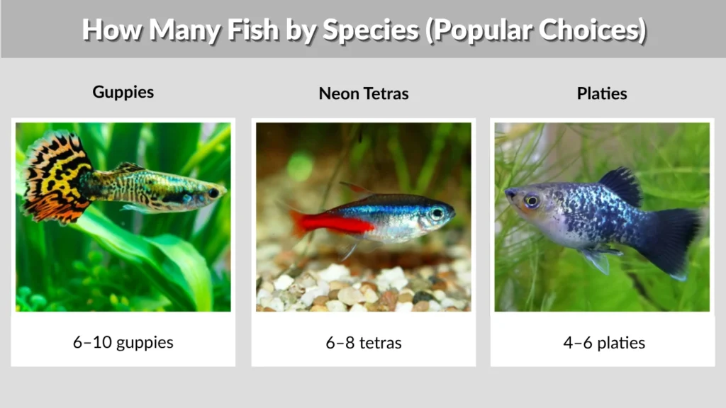 How Many Fish by Species (Popular Choices)