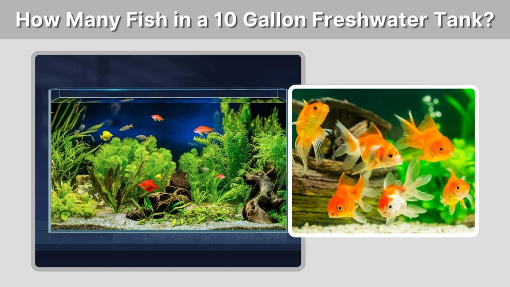 How Many Fish in a 10 Gallon Freshwater Tank