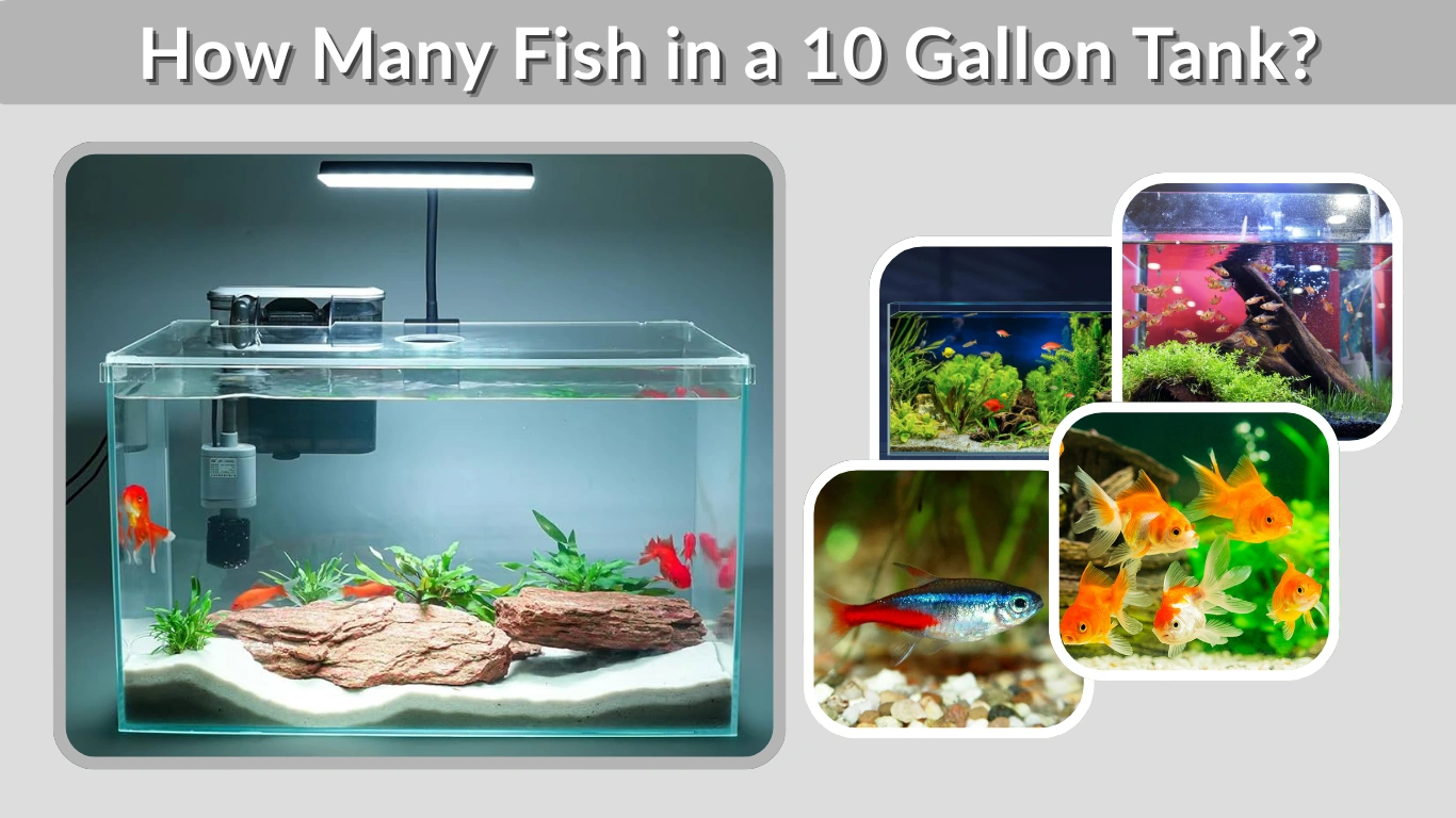 How Many Fish in a 10 Gallon Tank? Fish Limit Guide
