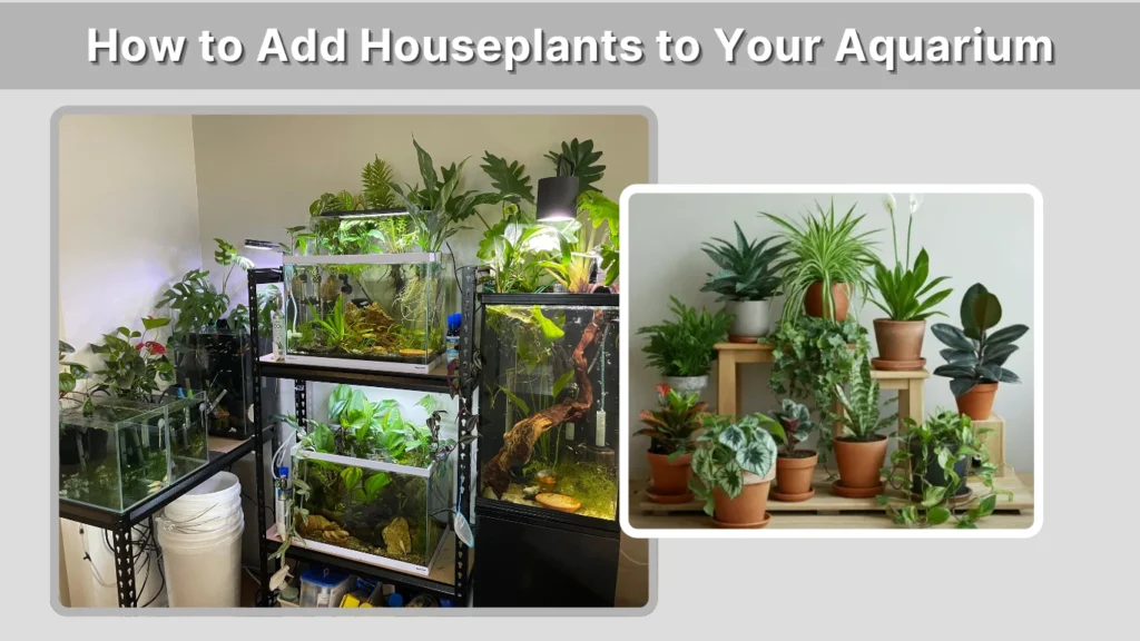 How to Add Houseplants to Your Aquarium