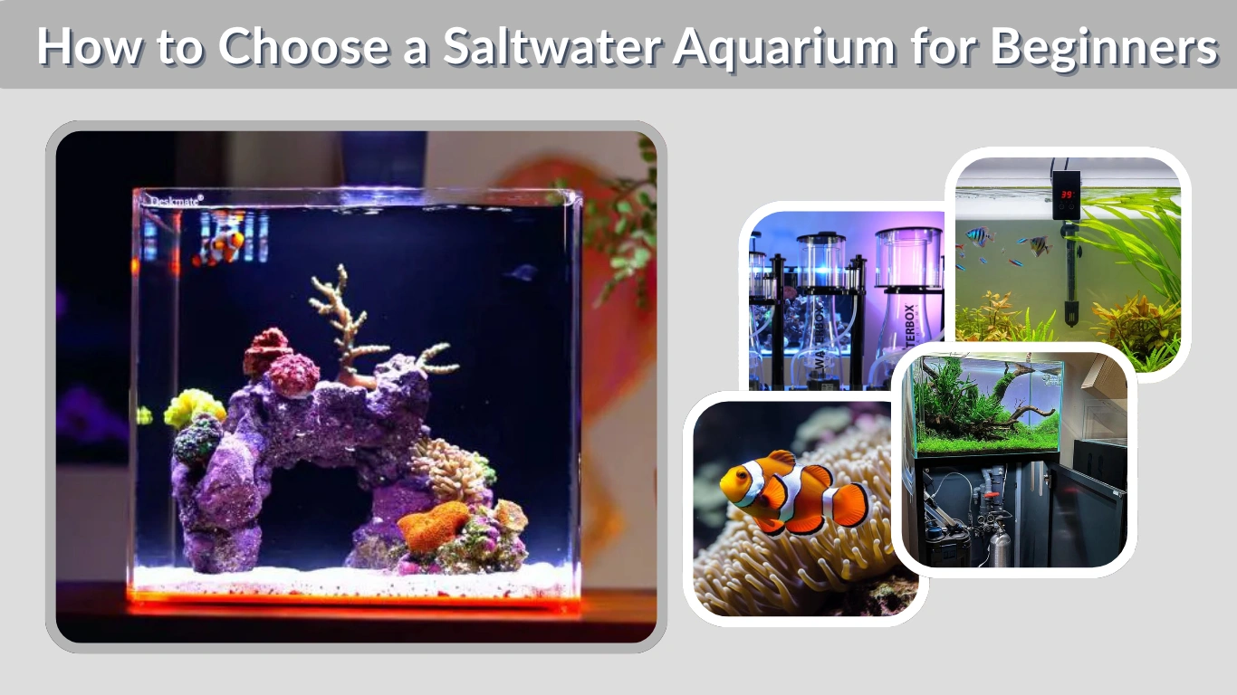How to Choose a Saltwater Aquarium for Beginners