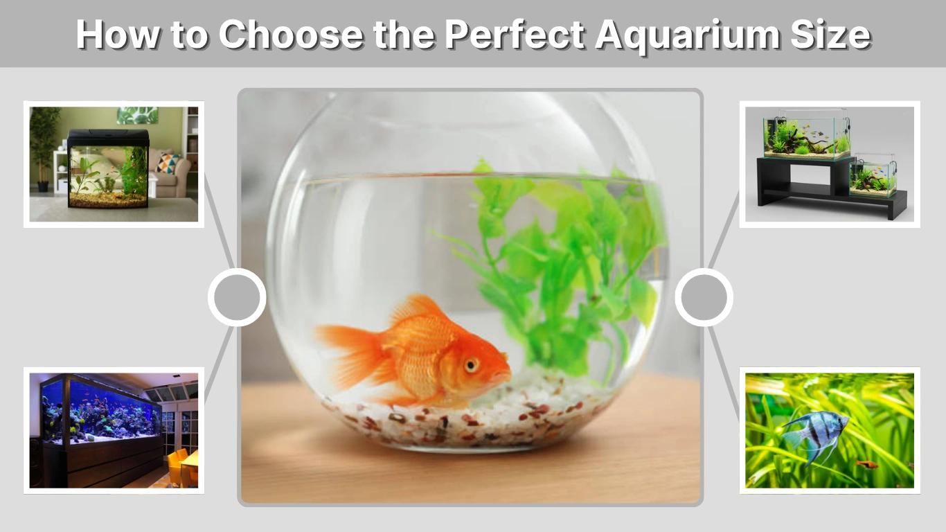 How to Choose the Perfect Aquarium Size (With Calculator)