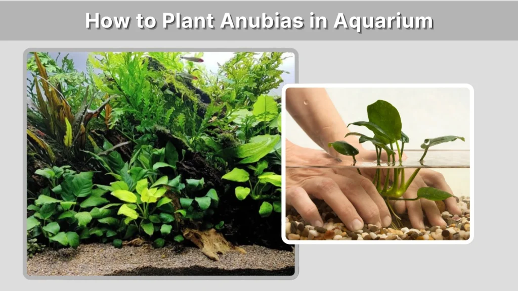 How to Plant Anubias in Aquarium