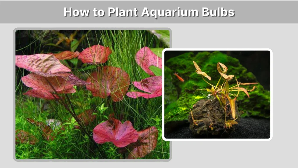 How to Plant Aquarium Bulbs