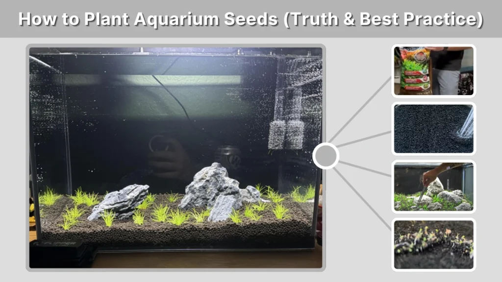How to Plant Aquarium Seeds (Truth & Best Practice)