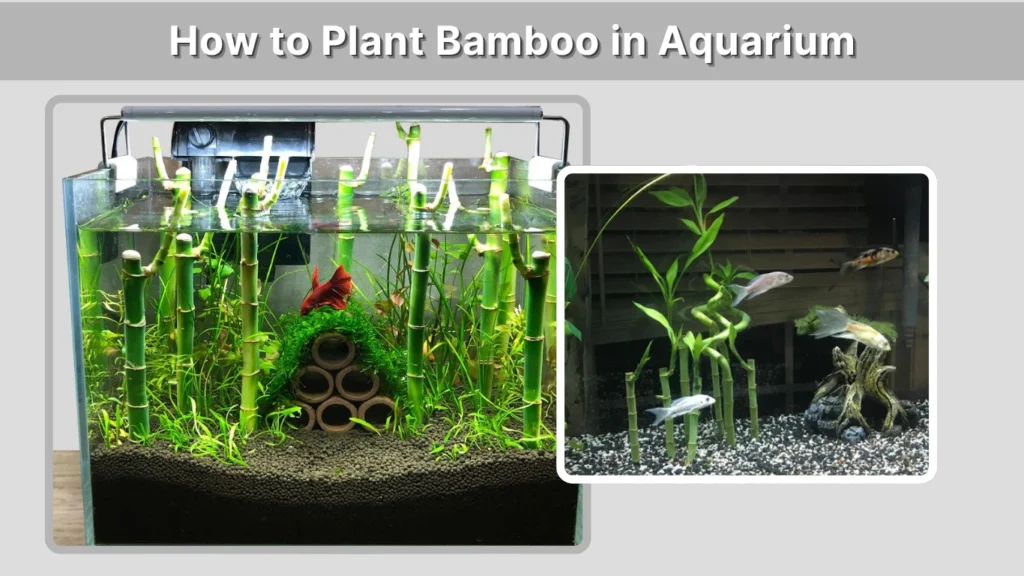 How to Plant Bamboo in Aquarium