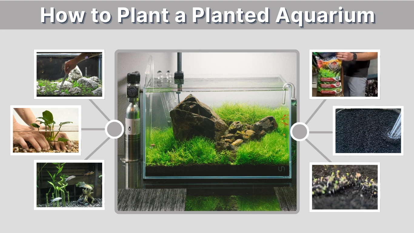 How to Plant a Planted Aquarium (Beginner to Advanced Guide)